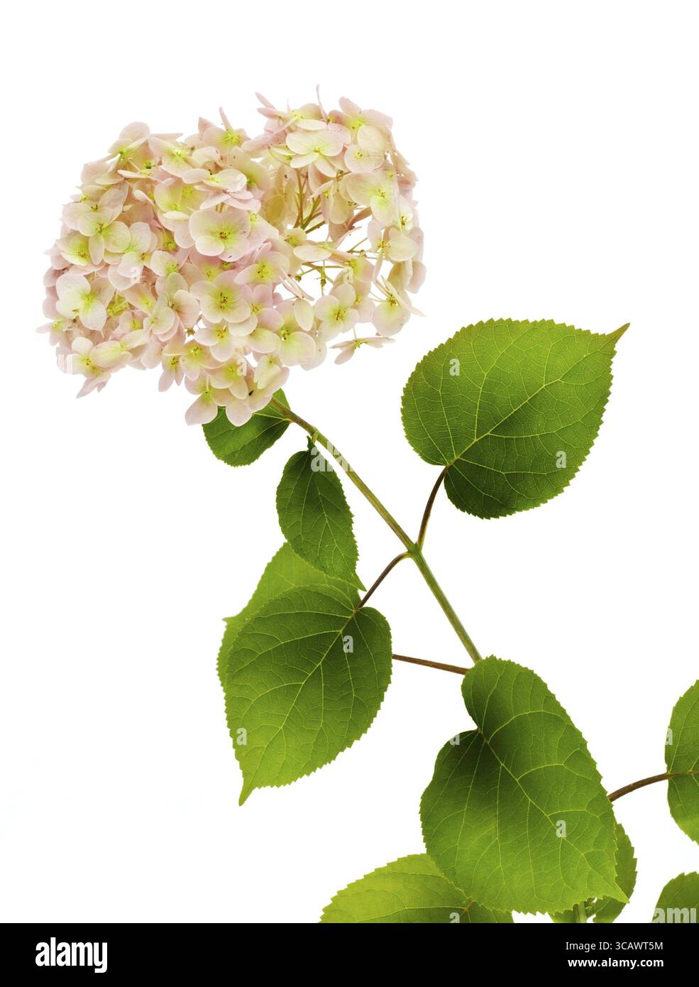 Zweig einer seltenen Blume einer rosa Hortensie. Isoliert auf weiß Stockfoto