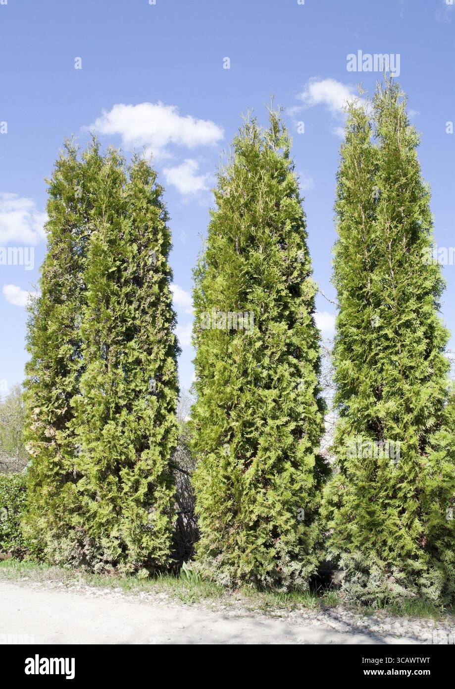 Fragment einer ländlichen Zaunhecke aus immergrünen Pflanzen (Thuja), Sonnenfrühlingstag Stockfoto