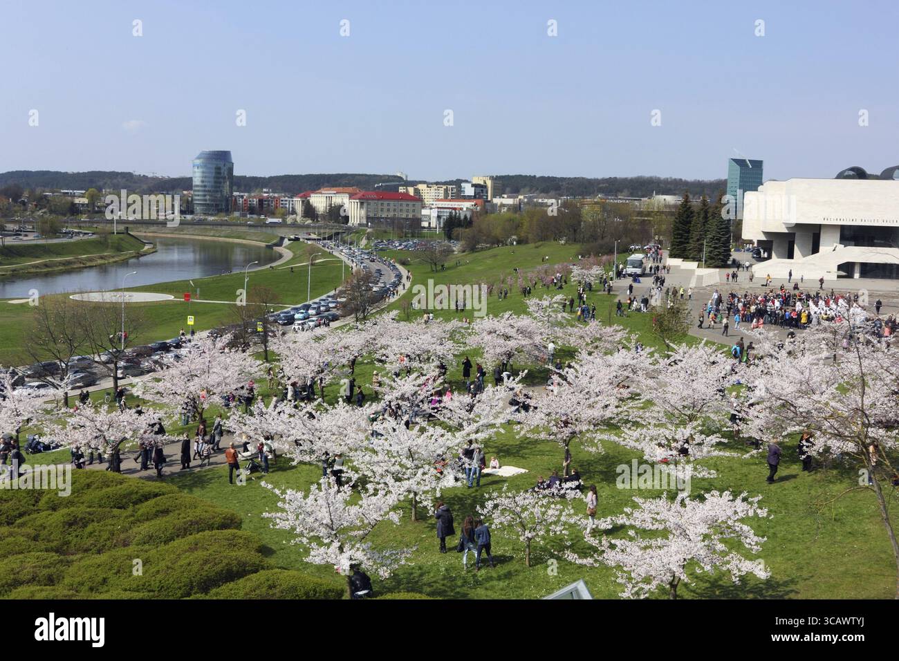 VILNIUS, LITAUEN - 25. APRIL 2015: Im japanischen Diplomaten Sugihara, der als öffentlicher Park bezeichnet wird, blühen rosa Kirschbäume (Sakura). Sugihara rettete viele Juden Stockfoto
