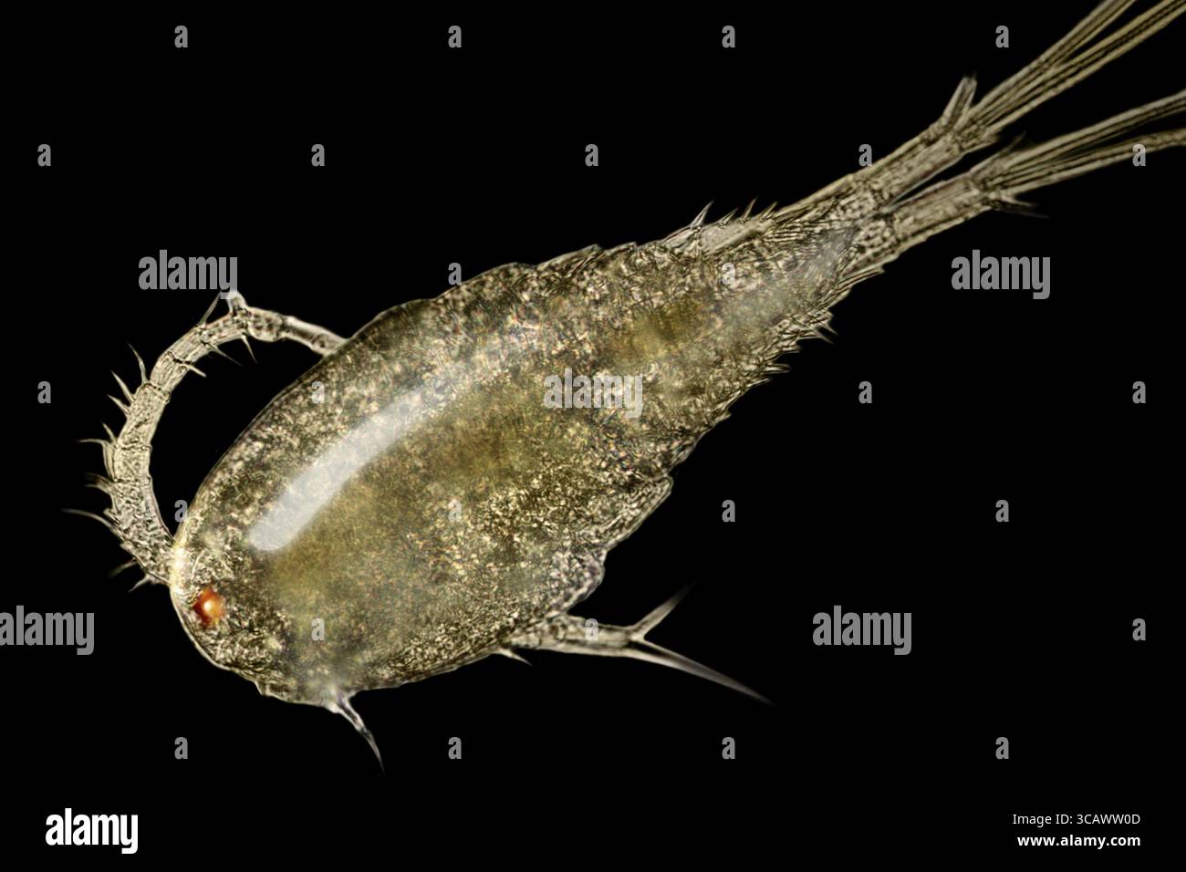 Mikroskopische Aufnahme eines kleinen Cupepoden-Krustentiers im schwarzen Rücken Stockfoto