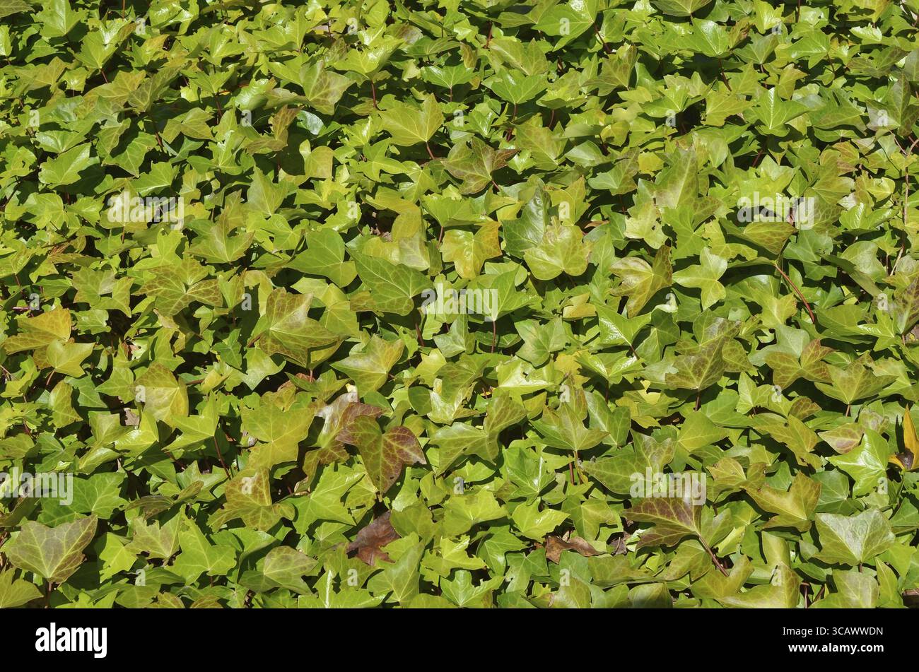 Südliche ornamentale Outdoor Pflanze Liana Ivy Hintergrund. Sonniger Frühlingstag Stockfoto