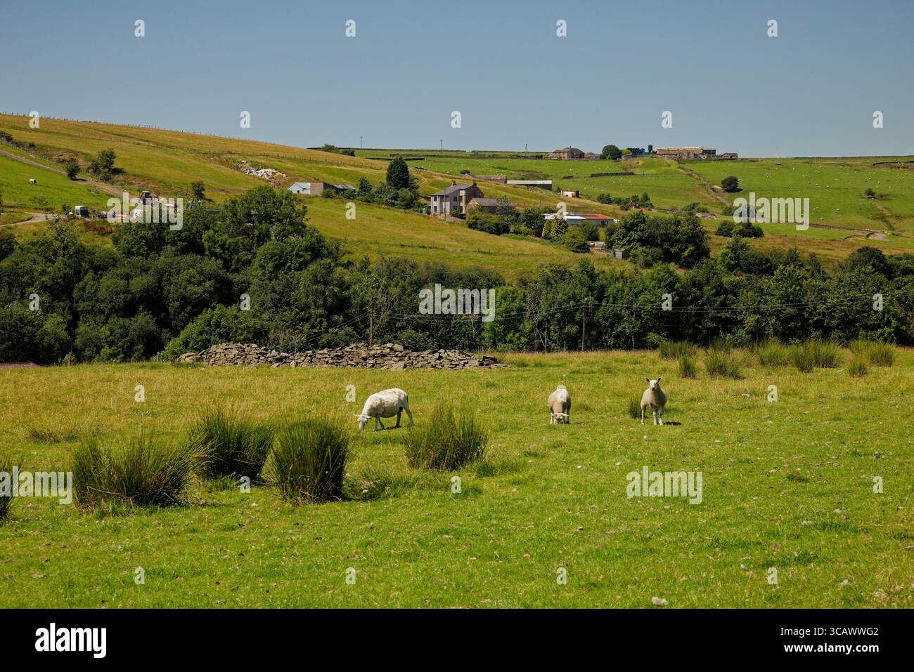 Schafe grasen auf den Sommerweiden der West Pennine Hills in Rossendale, Lancashire, England. Stockfoto