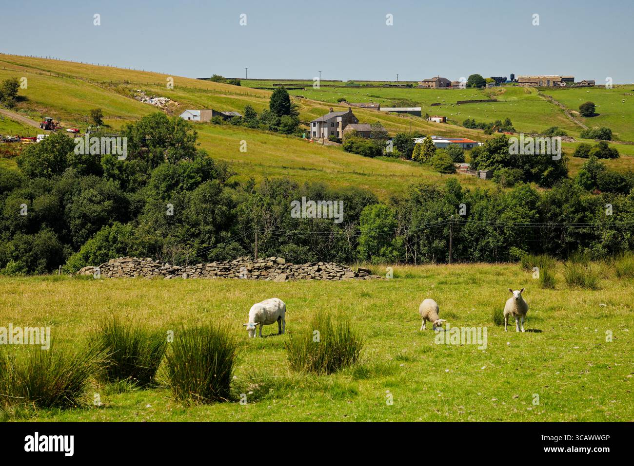 Schafe grasen auf den Sommerweiden der West Pennine Hills in Rossendale, Lancashire, England. Stockfoto