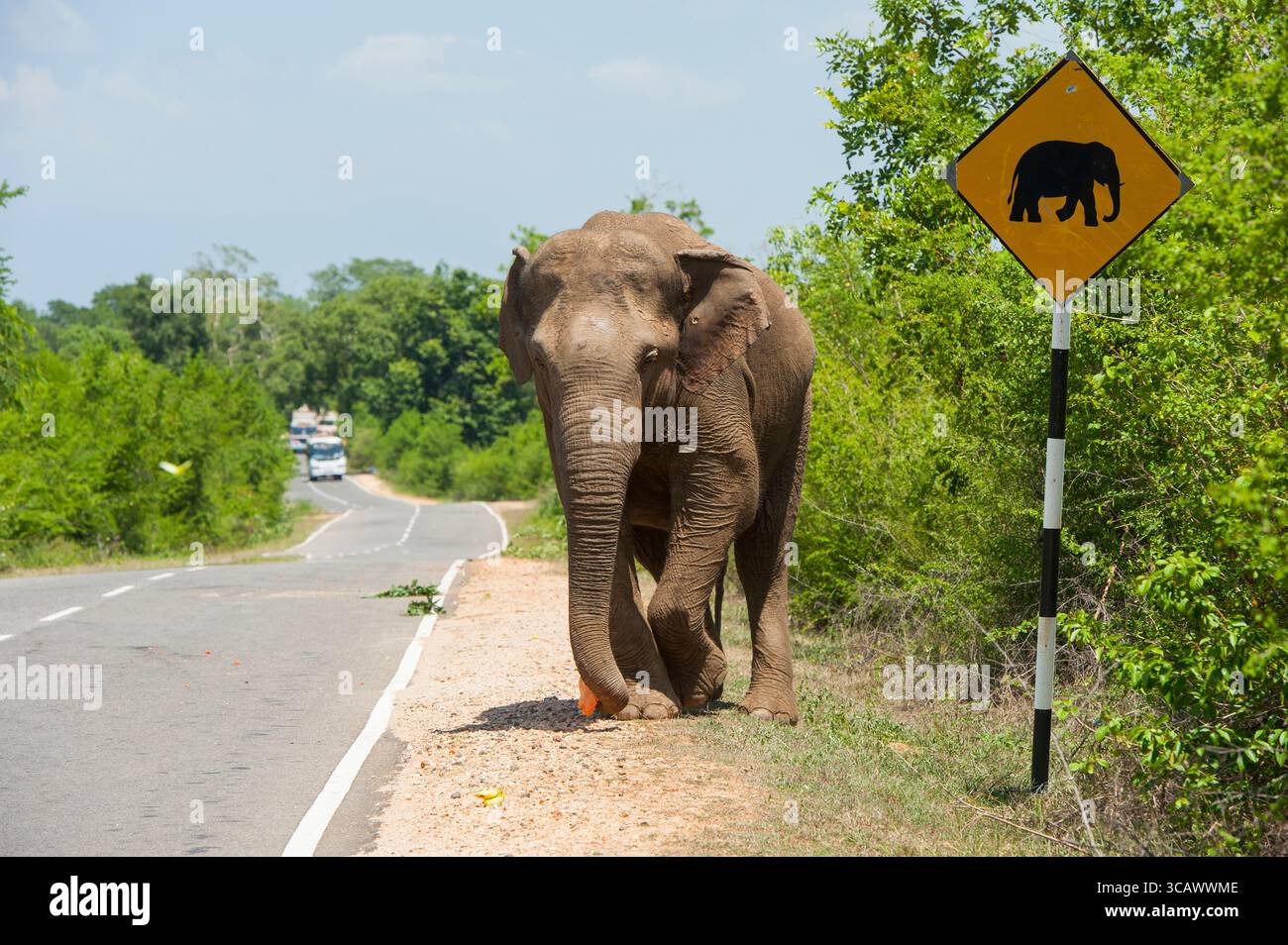 Warnposten und kostenloser wilder Elefant, der auf Geschenke von Reisenden wartet, am Rande der Straße in der Nähe des Lunugamvehera National Park, Sri Lanka, indische Subco Stockfoto