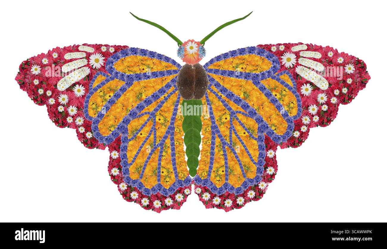 Der Monarchschmetterling Er ist vielleicht der bekannteste Schmetterling in Nordamerika und gilt als berühmte Bestäuberart. Isolierte handgefertigte Blume c Stockfoto