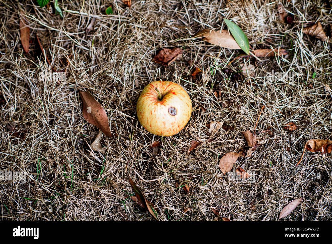 Ein gefallener Apfel mit einem Madenloch liegt auf trockenem braunem Gras in einem Englischen Garten. Stockfoto