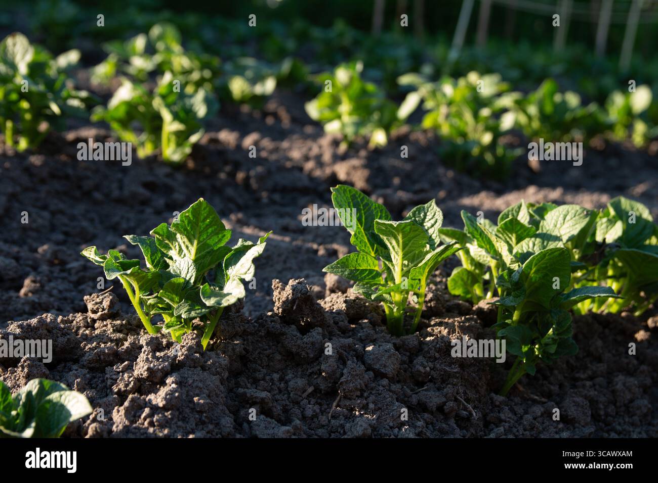 Reihen von Kartoffelpflanzen, die in einem gepflegten Garten wachsen, symbolisieren Öko-Landwirtschaft, Nachhaltigkeit und Selbstversorgung. Eine Darstellung von organisch Stockfoto