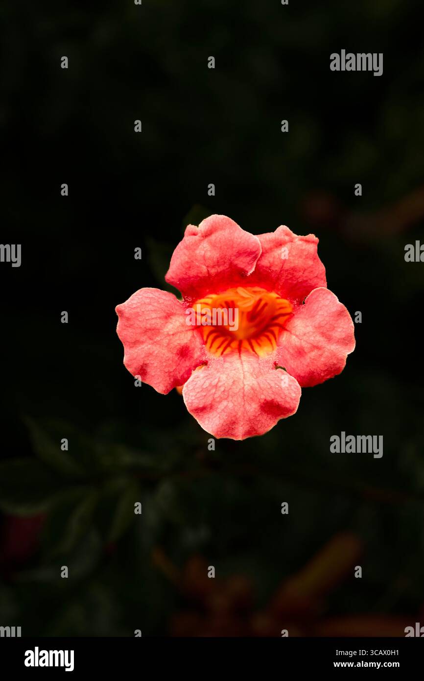 Terific Campsis x Tagliabuana „Madame Galen“. Natürliche Nahaufnahme blühende Pflanze Porträt blüht mit etwas Laub. Gefühlvoll, faszinierend, eindringlich, mutig Stockfoto