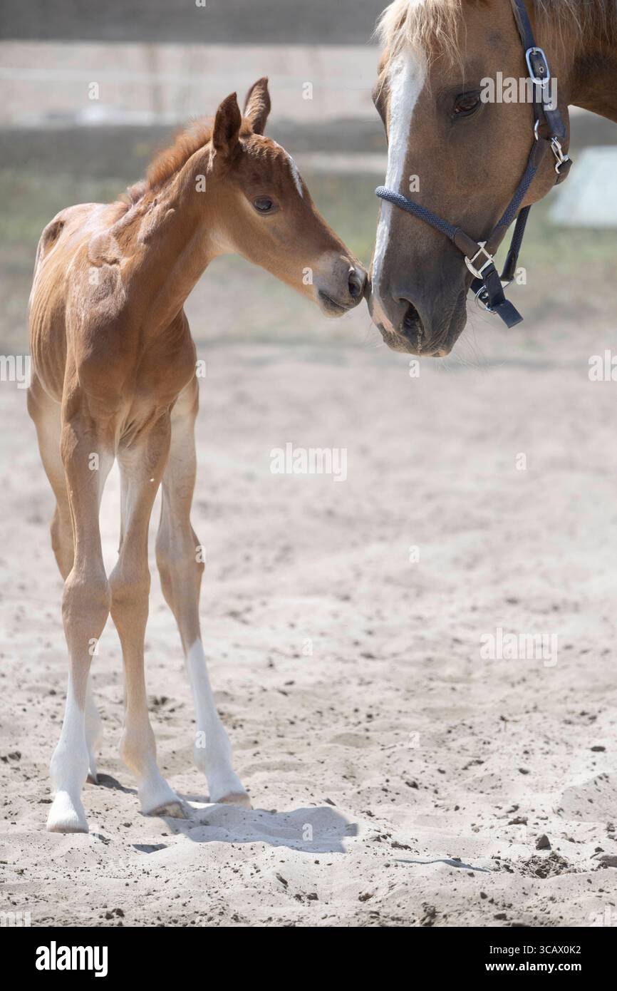 21.06.2025, Berlin, DE - Stute und Fohlen beschnuppern sich auf einem Sandpaddock. Fohlen, Haltung, Jahreszeit, Koppel, Beschnuppern, Beriechen, Paddock, Pferde, Pferdehaltung, SandPaddock, Saugfohlen, Sommer, Stute, Warmblut, Warmblutfohlen, Kontaktaufnahme 250621D011GATOW.JPG *** 21 06 2025, Berlin, GER Stute und Fohlen schnüffeln sich gegenseitig auf einem Sandkoppel Fohlen, Haltung, Saison, Koppel, schnüffeln, Schnüffeln, Paddock, Pferde, Pferdehaltung, Sandkoppel, Saugfohlen, Sommer, Stute, Warmblutfohlen, Warmblutfohlen, Kontakt 250621D011GATOW JPG Stockfoto