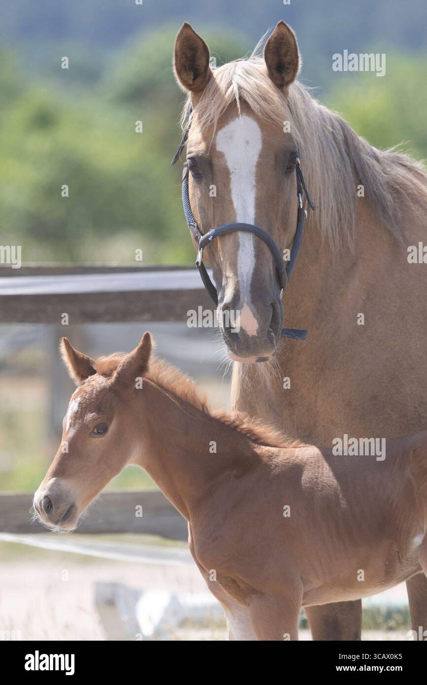 21.06.2025, Berlin, DE - Stute und Fohlen im Portrait. Pferde, Fohlen, Warmblut, Warmblutfohlen, Stute, Jahreszeit, Sommer, Saugfohlen, Portrait, Portrait 250621D015GATOW.JPG *** 21 06 2025, Berlin, DE Stute und Fohlen im Portrait Pferde, Fohlen, Warmblut, Warmblutfohlen, Stute, Saison, Sommer, Saugfohlen, Porträt, Porträt 250621D015GATOW JPG Stockfoto