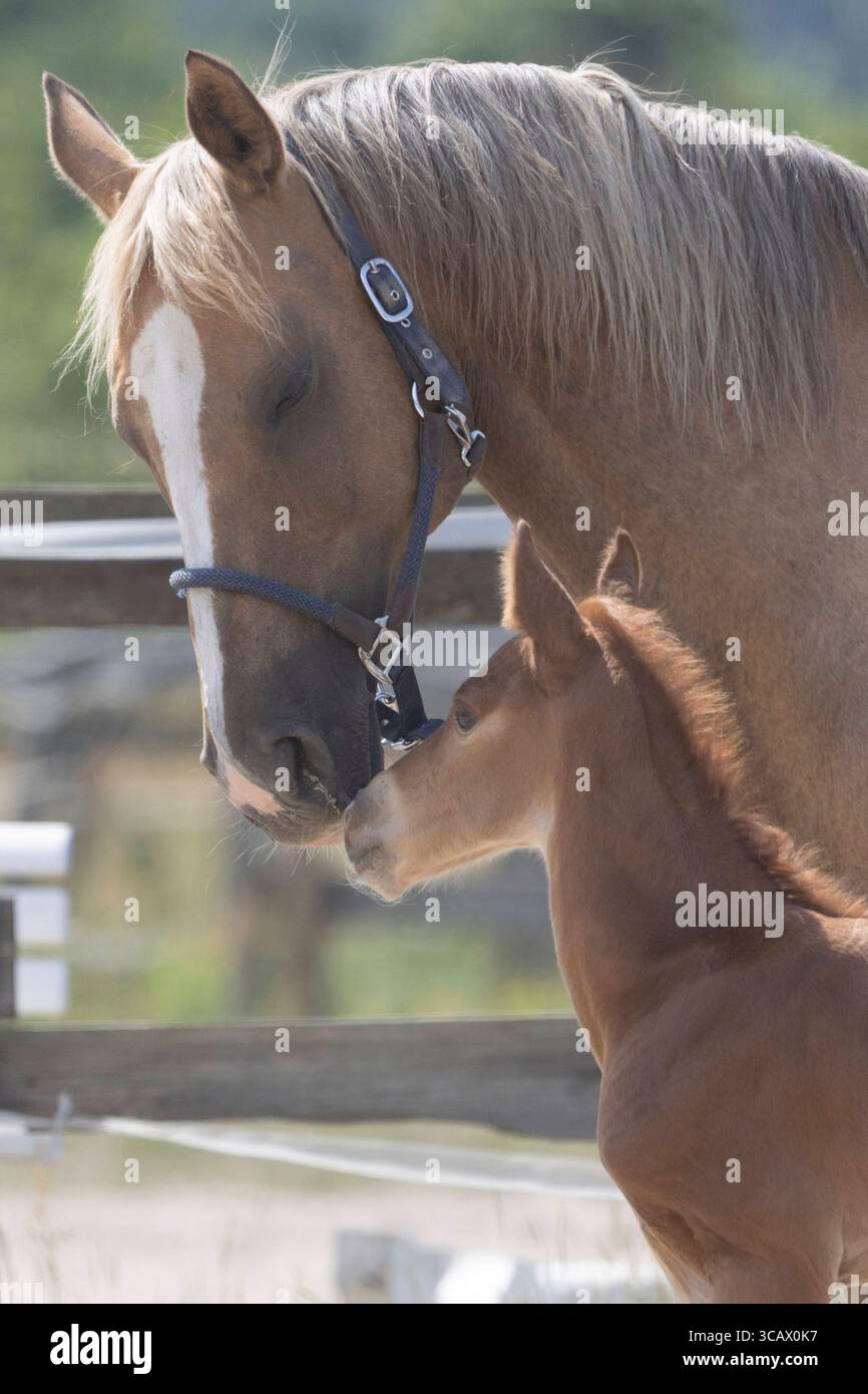 21.06.2025, Berlin, DE - Stute und Fohlen beschnuppern sich auf einem Paddock. Fohlen, Haltung, Jahreszeit, Koppel, Paddock, Pferde, Pferdehaltung, Saugfohlen, Sommer, Stute, Warmblut, Warmblutfohlen, Anschnitt, Kontaktaufnahme, beschnuppern, beriechen 250621D014GATOW.JPG *** 21 06 2025, Berlin, GER Stute und Fohlen schnüffeln sich gegenseitig auf einem Paddock Fohlen, Haltung, Saison, Paddock, Pferde, Pferdehaltung, Saugfohlen, Sommer, Stute, Warmblut, Warmblutfohlen, schnüffeln, Kontakt, schnüffeln, schnüffeln 250621D014GATOW JPG Stockfoto