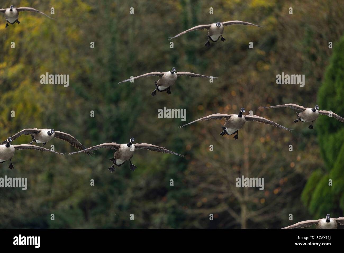 Kanadiengänse; Branta canadensis; Flug; Großbritannien Stockfoto