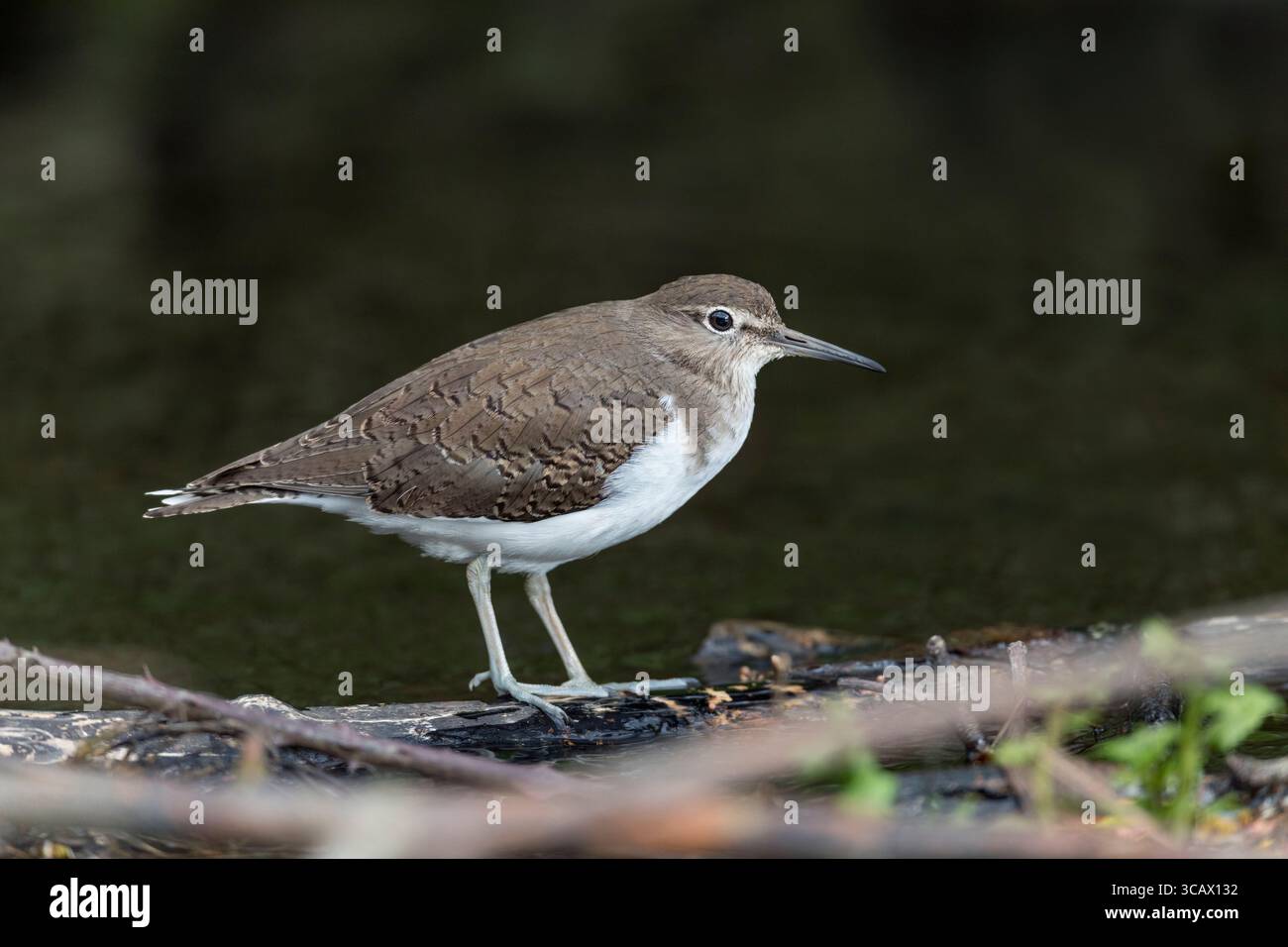 Sandpiper; Actitis hypoleucos; On Log; UK Stockfoto