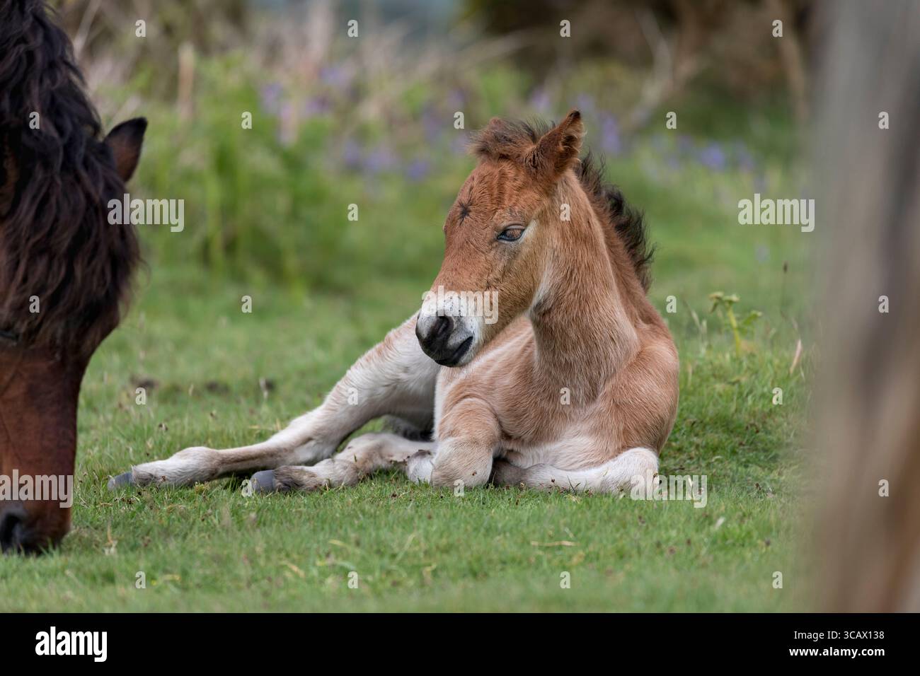 Dartmoor Ponys; Fohlen; Devon; Großbritannien Stockfoto