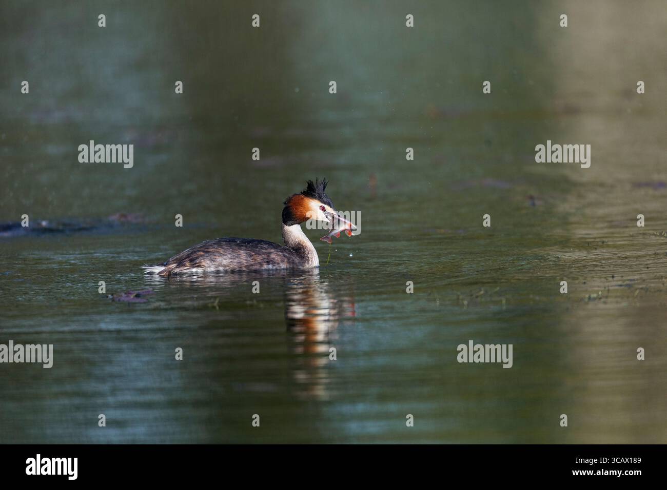 Great Crested Grebe; Podiceps cristatus; mit Fisch; Großbritannien Stockfoto