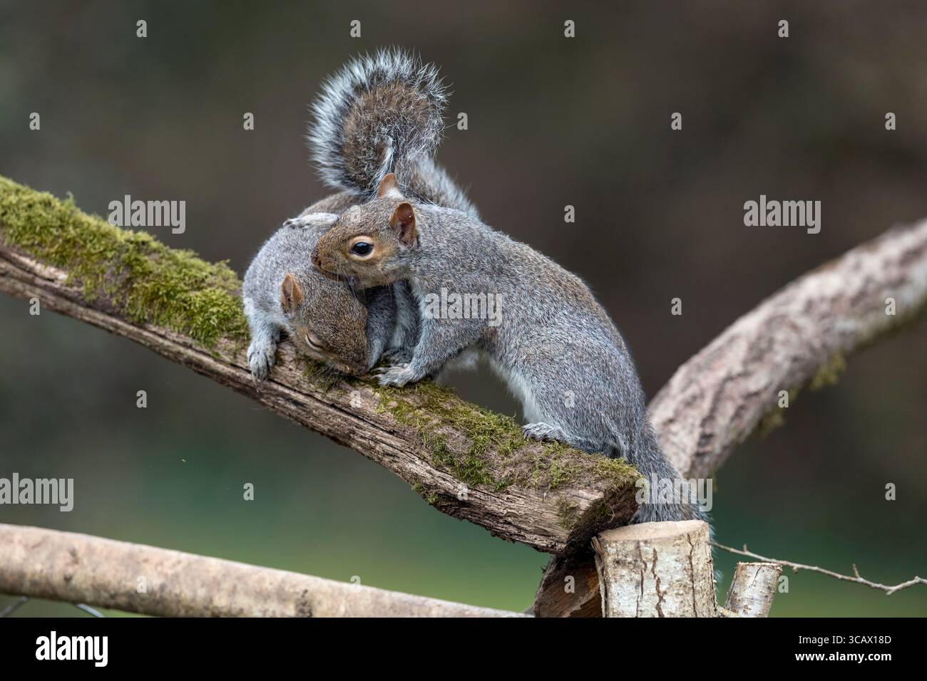 Graues Eichhörnchen; Sciurus carolinensis; zwei; ein beißendes Ohr; Großbritannien Stockfoto