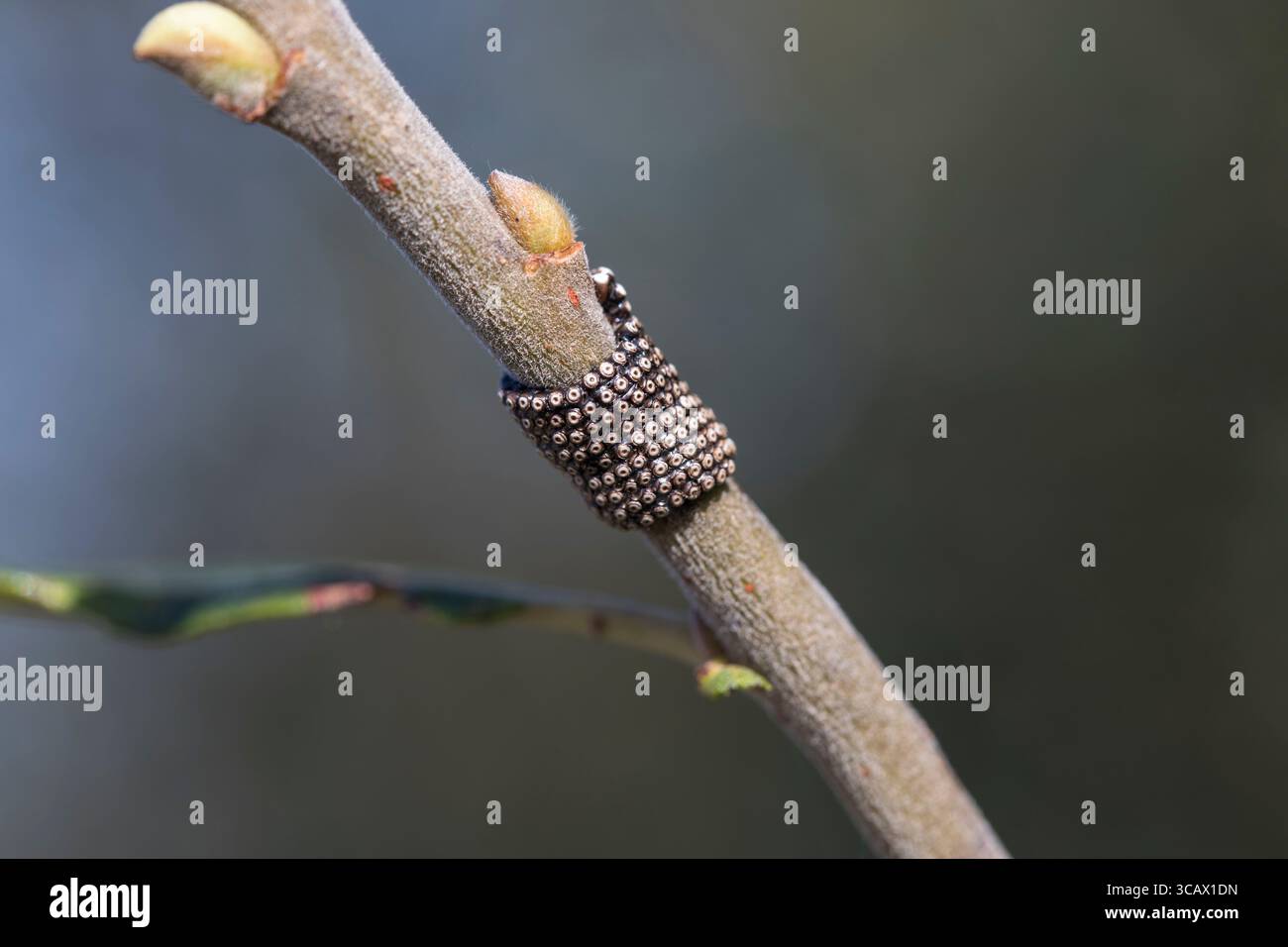 Lakey Moth Eies; Malacosoma neustria; on Goat Willow; UK Stockfoto