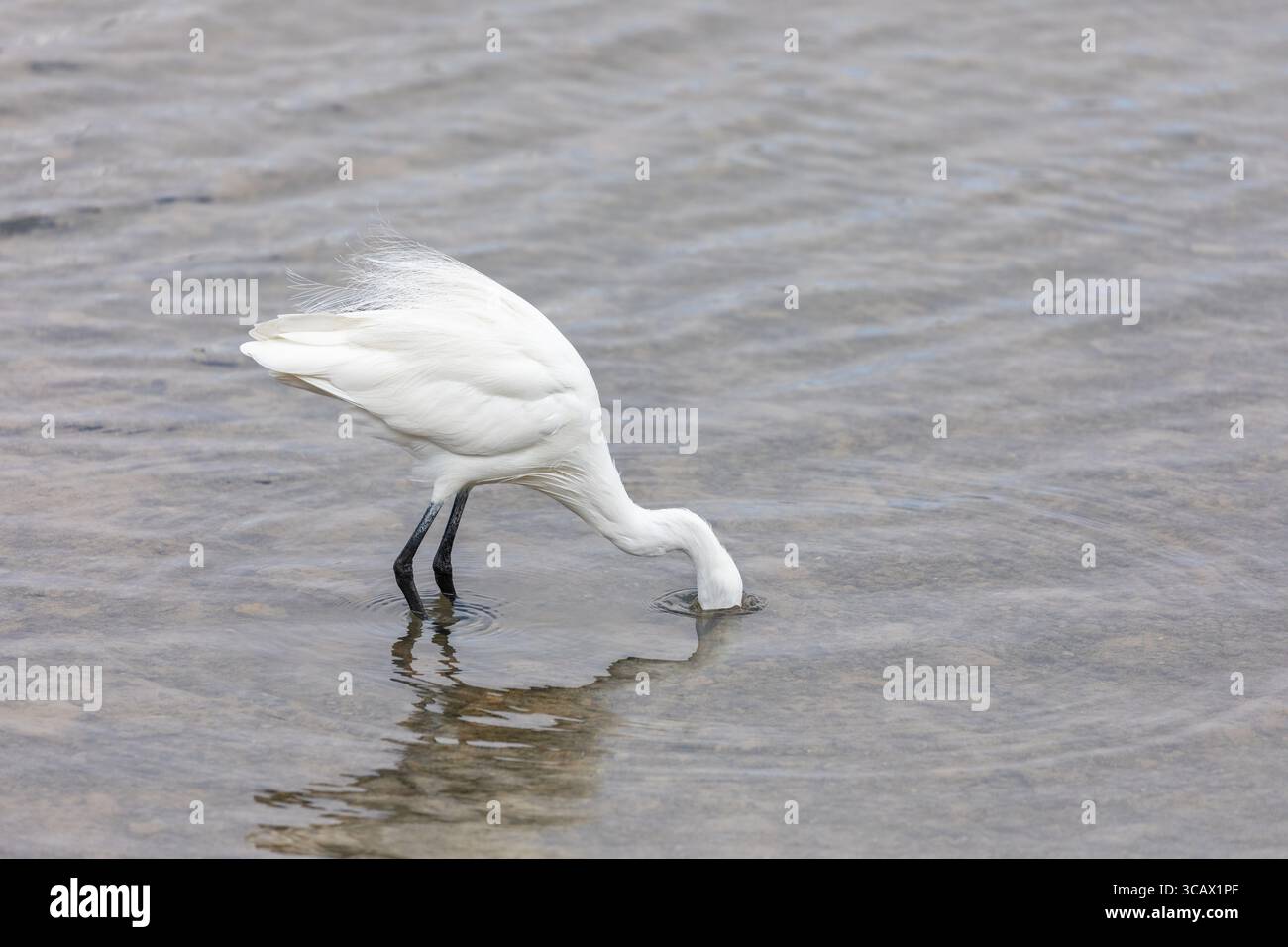 Little Egret; Egretta garzetta; Angeln; Head in Water; UK Stockfoto