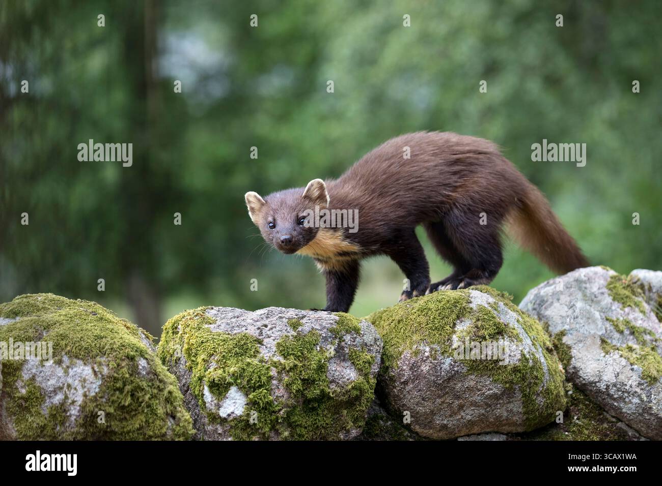 Pine Marten; Martes Martes; On a Wall; UK Stockfoto