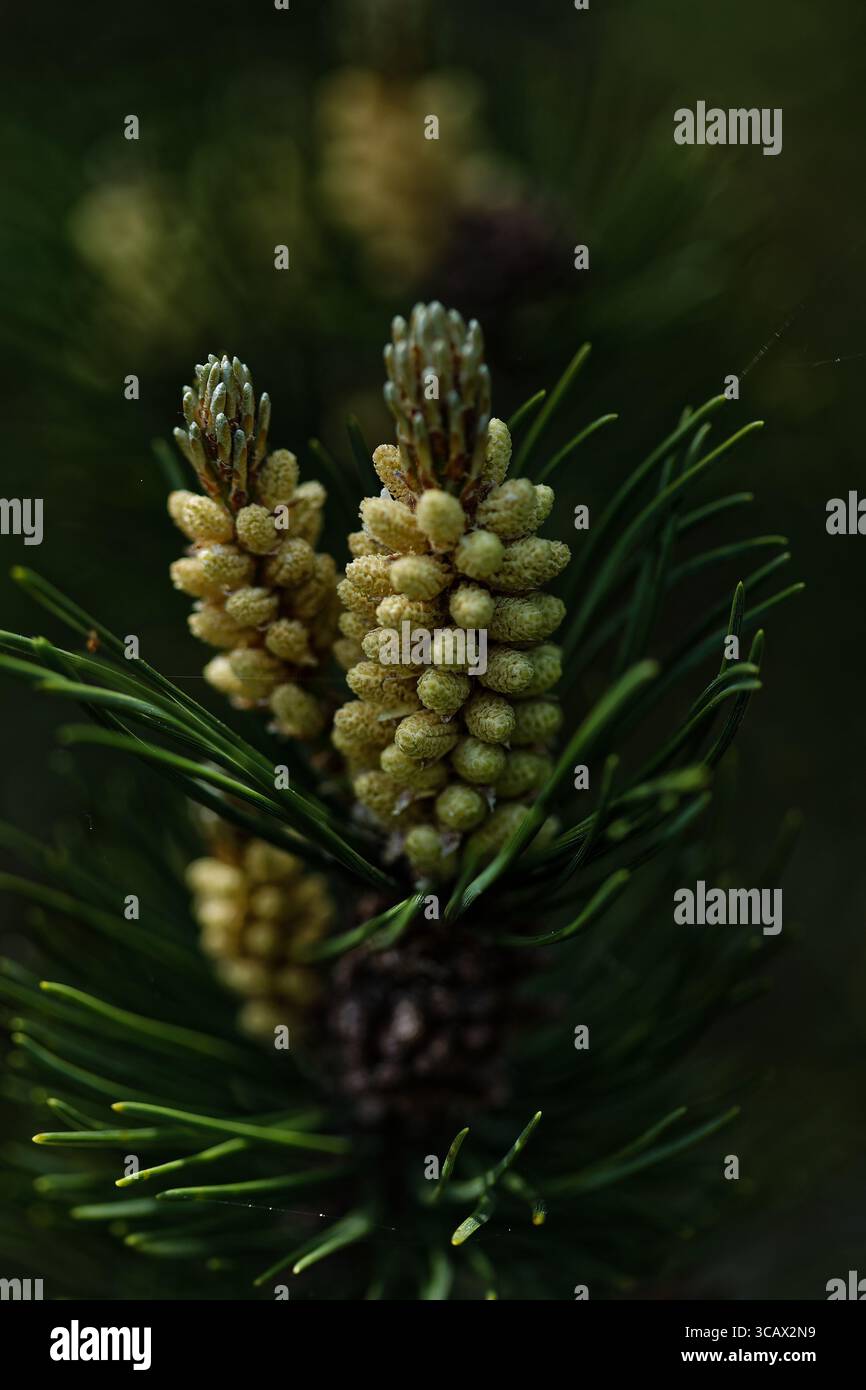Tannenzapfen eingebettet zwischen den Ästen, ein Symbol für Winter und Widerstandsfähigkeit im Wald. Ihre Erdtöne und Textur verleihen der natürlichen Landschaft Tiefe. Stockfoto