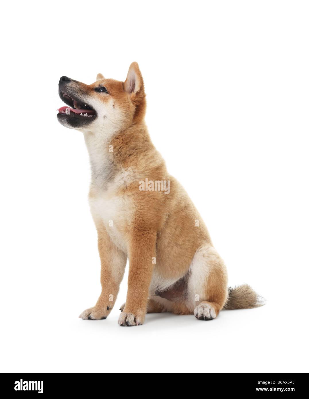 Niedlicher Shiba Inu Hund, der auf weißem Hintergrund sitzt Stockfoto