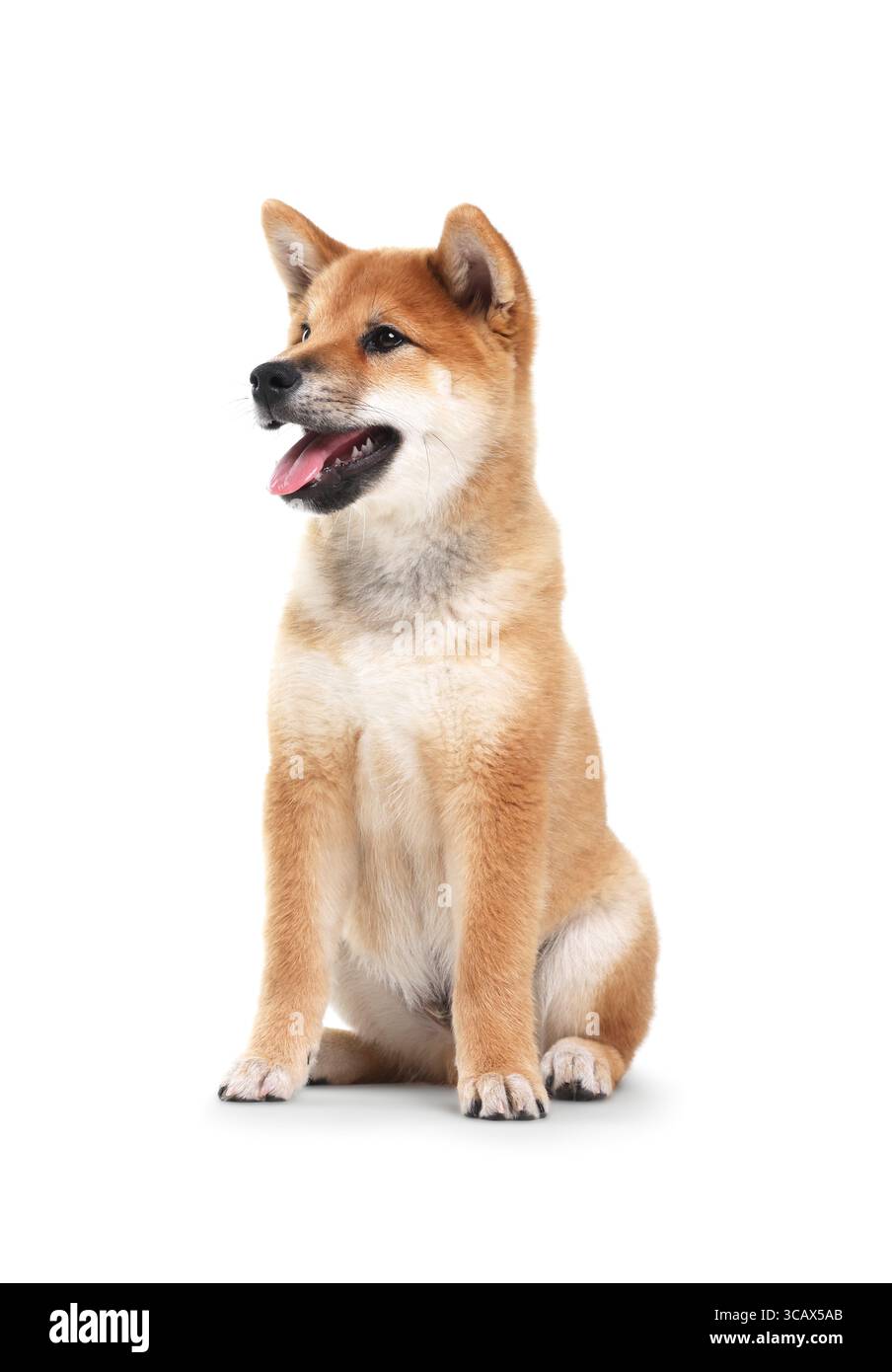 Niedlicher Shiba Inu Hund, der auf weißem Hintergrund sitzt Stockfoto