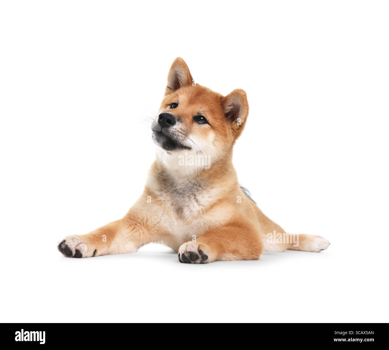 Niedlicher Shiba Inu-Hund, der auf weißem Hintergrund liegt Stockfoto