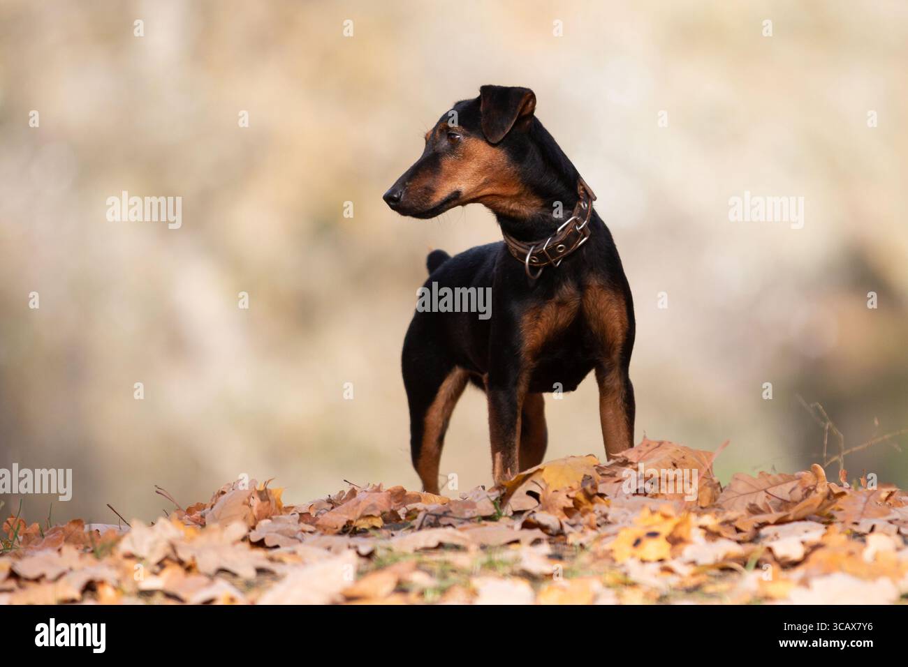 Eine junge deutsche Pinscher erkundet die lebhaften Farben eines Herbstwaldes und zeigt Energie und Neugier inmitten der fallenden Blätter Stockfoto