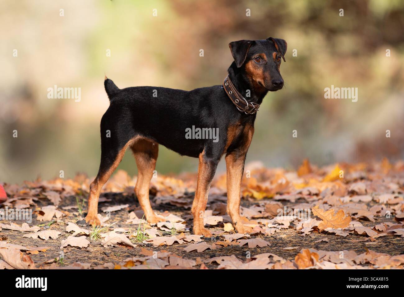 Eine junge deutsche Pinscher erkundet die lebhaften Farben eines Herbstwaldes und zeigt Energie und Neugier inmitten der fallenden Blätter Stockfoto