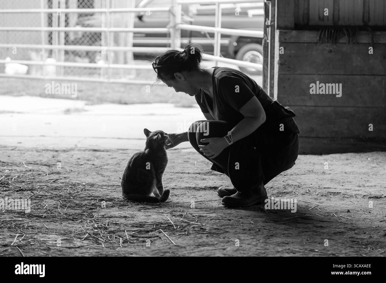 Mantua, Ohio - 15. Oktober 2017: Eine Frau hockt sich, um eine Scheunenkatze zu streicheln. Die Scheunenkatze schaut zu ihr auf. Stockfoto