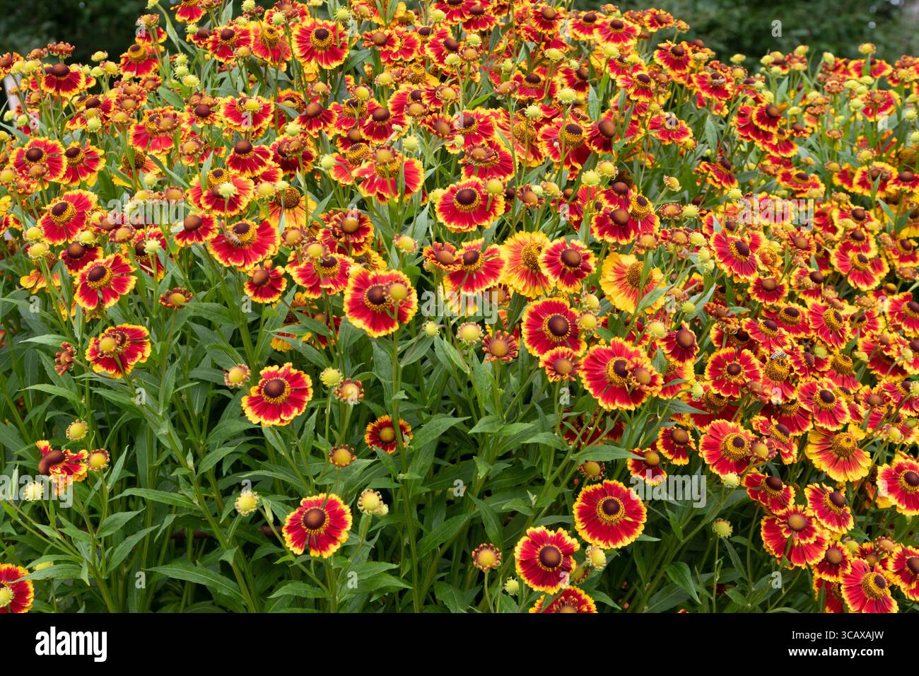 Helenium Biedermeir Stockfoto