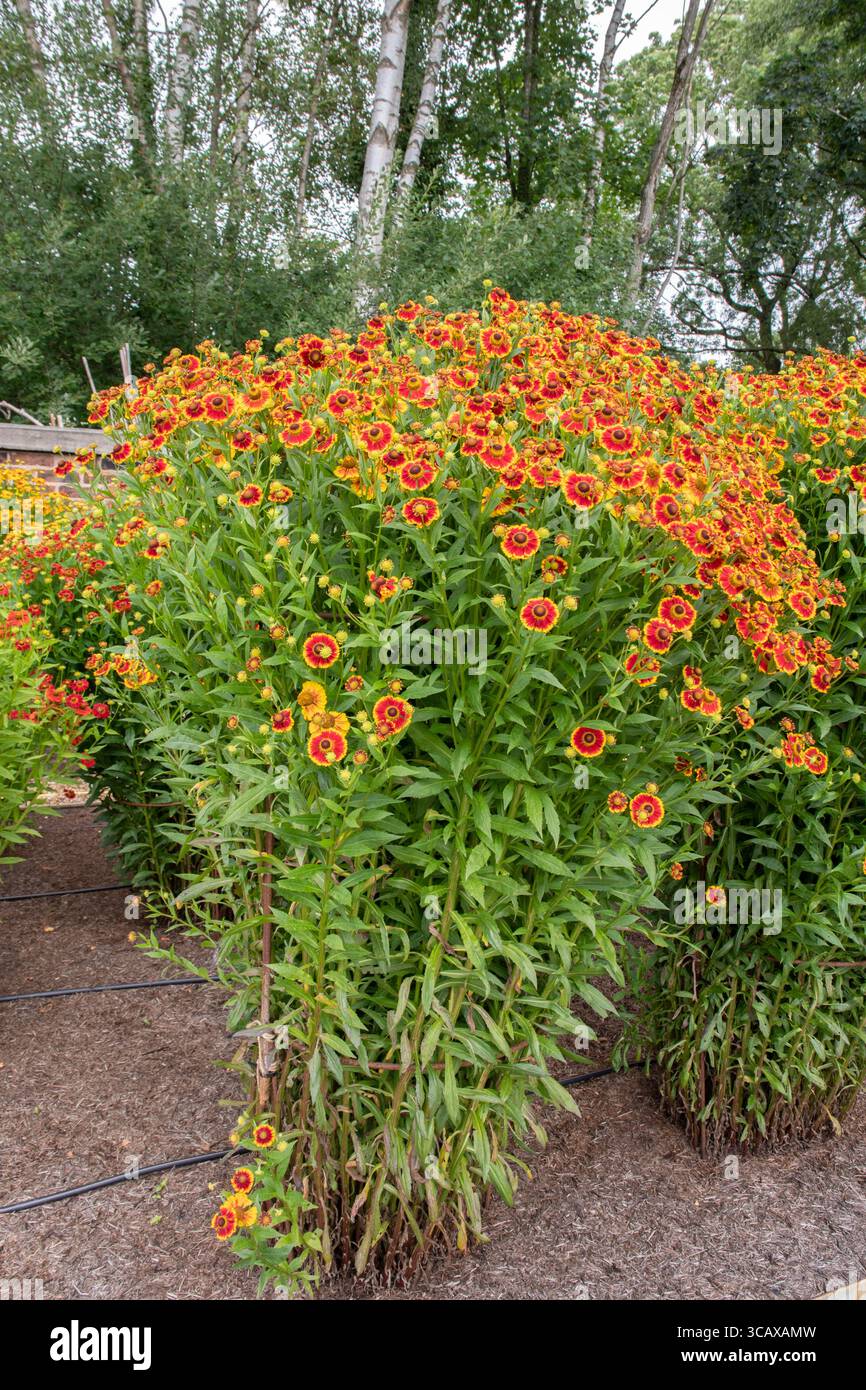Helenium Biedermeir Stockfoto