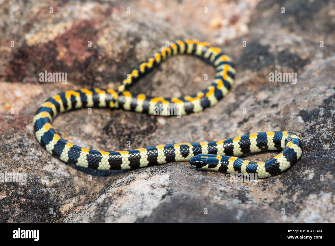 Nahaufnahme einer wunderschönen gefleckten Harlekin-Schlange (Homoroselaps lacteus) auf einem Felsen im Fynbos, im Westkap, Südafrika Stockfoto