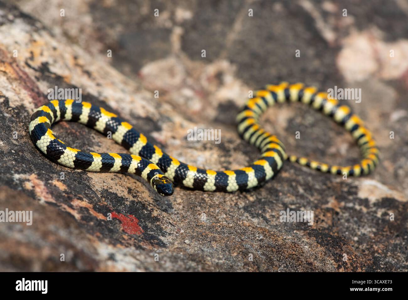 Nahaufnahme einer wunderschönen gefleckten Harlekin-Schlange (Homoroselaps lacteus) auf einem Felsen im Fynbos, im Westkap, Südafrika Stockfoto