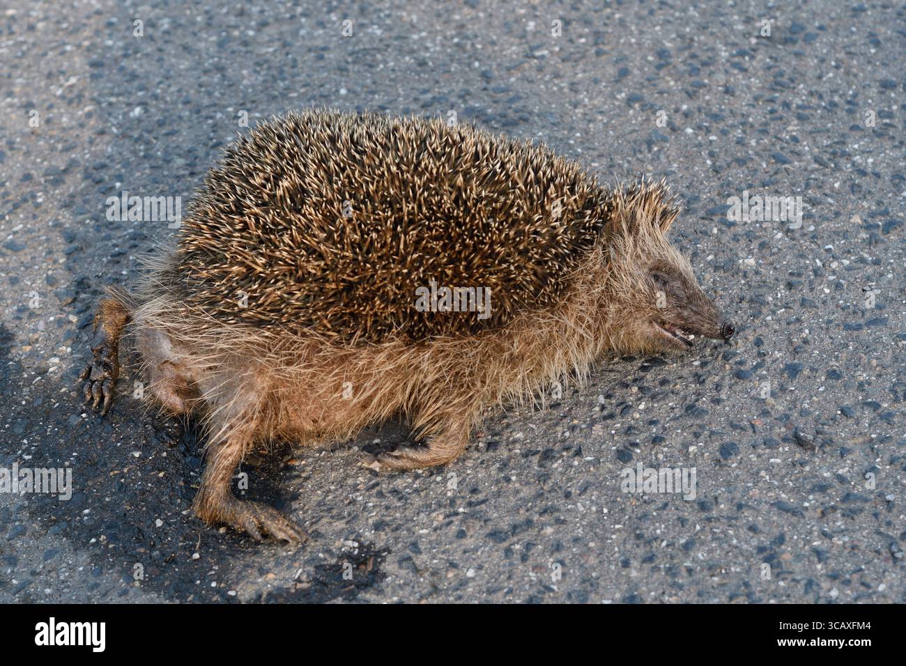 DATUM NICHT ANGEGEBEN STRASSENVERKEHRSOPFER... Igel Erinaceus europaeus , überfahrener Igel liegt angefahren, überfahren von einem Auto tot auf der Straße, durch Strassenverkehr stark gefärdete Kunst, heimische Natur*** Igel / Igel Erinaceus europaeus , tot, auf der Straße gequetscht, Straßenschlag, gefährdet, überfahren vom Straßenverkehr, Wildtiere, Europa. Nordrhein-Westfalen, Rheinland Deutschland, Westeuropa Stockfoto