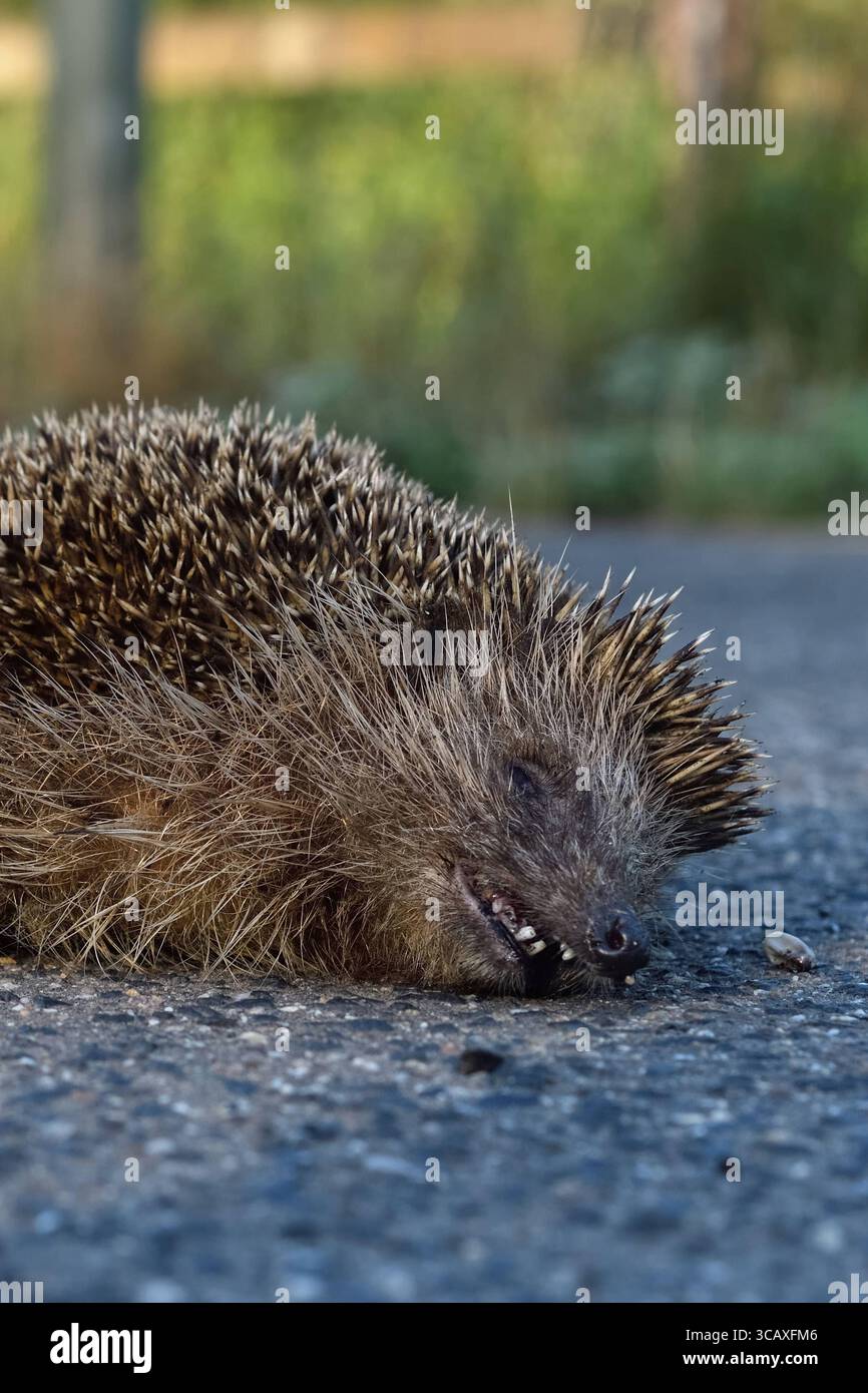 DATUM NICHT ANGEGEBEN STRASSENVERKEHRSOPFER... Igel Erinaceus europaeus , überfahrener Igel liegt angefahren, überfahren von einem Auto tot auf der Straße, durch Strassenverkehr stark gefärdete Kunst, heimische Natur*** Igel / Igel Erinaceus europaeus , tot, auf der Straße gequetscht, Straßenschlag, gefährdet, überfahren vom Straßenverkehr, Wildtiere, Europa. Nordrhein-Westfalen, Rheinland Deutschland, Westeuropa Stockfoto