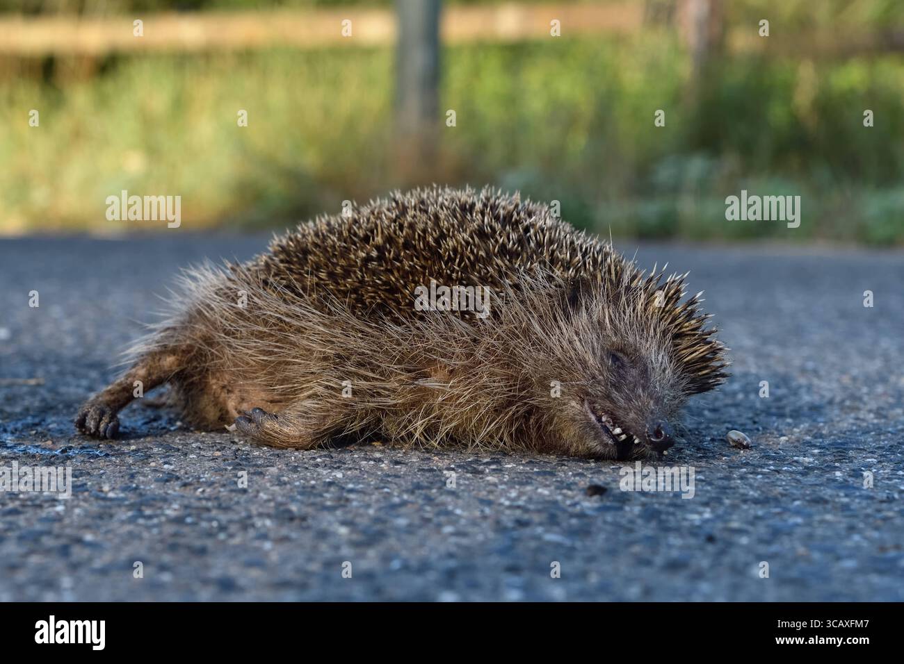 DATUM NICHT ANGEGEBEN STRASSENVERKEHRSOPFER... Europäischer Igel Erinaceus europaeus , überfahrener Igel liegt angefahren, überfahren von einem Auto tot auf der Straße, durch Strassenverkehr stark gefärdete Art, heimische Natur*** Igel / Igel Erinaceus europaeus , tot, auf der Straße gequetscht, Straßenschlag, gefährdet, überfahren vom Straßenverkehr, Tierwelt, Europa. Nordrhein-Westfalen, Rheinland Deutschland, Westeuropa Stockfoto