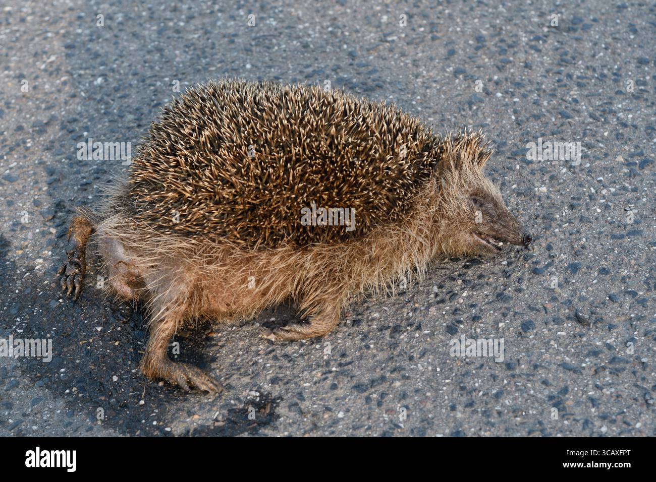 Igel / Igel ( Erinaceus europaeus ), tot, zerquetscht auf der Straße, Straßenmord, gefährdet, überfahren vom Straßenverkehr, Wildtiere, Europa. Stockfoto
