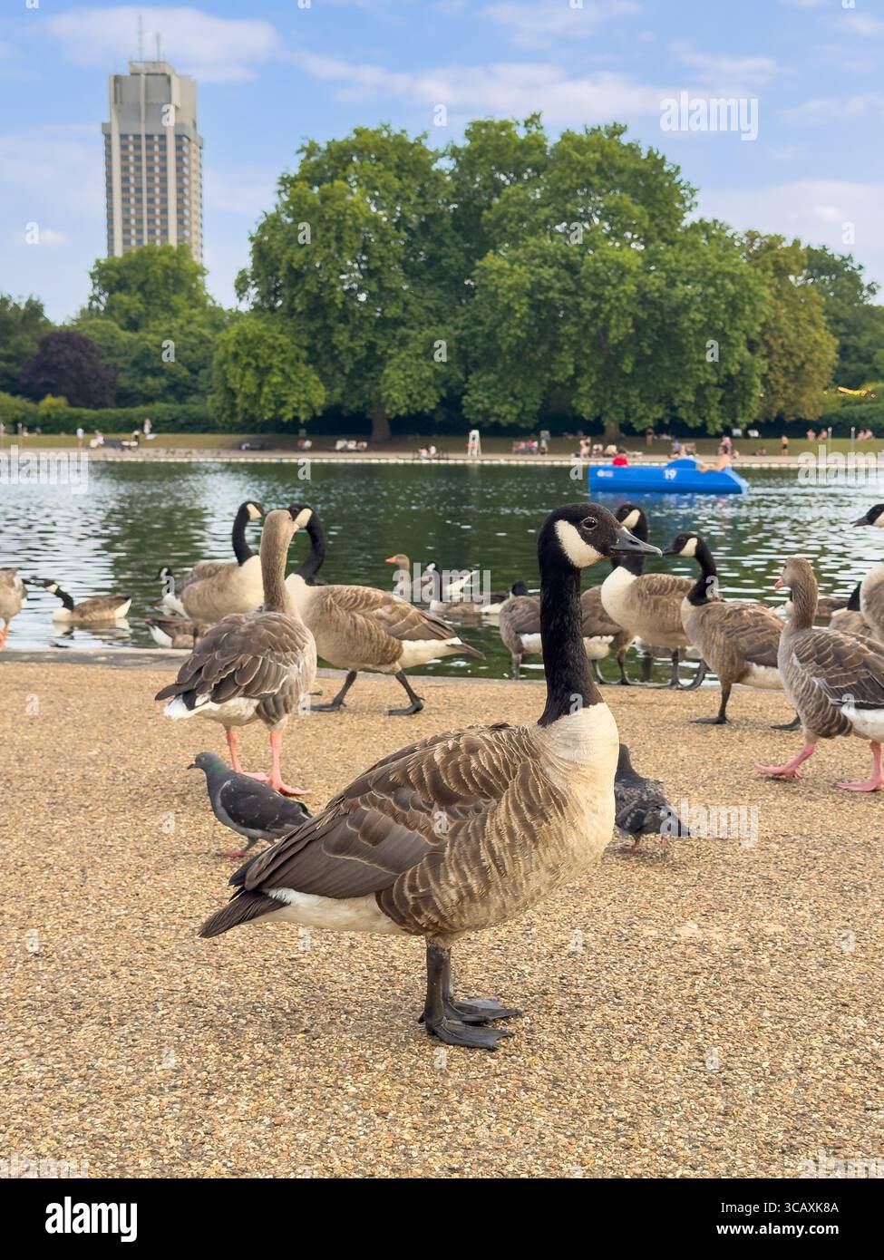 Eine Canada Goose steht am Serpentine Lake im Hyde Park, mit Schwimmern und Bootsfahrern im Hintergrund, London, Großbritannien. Stockfoto