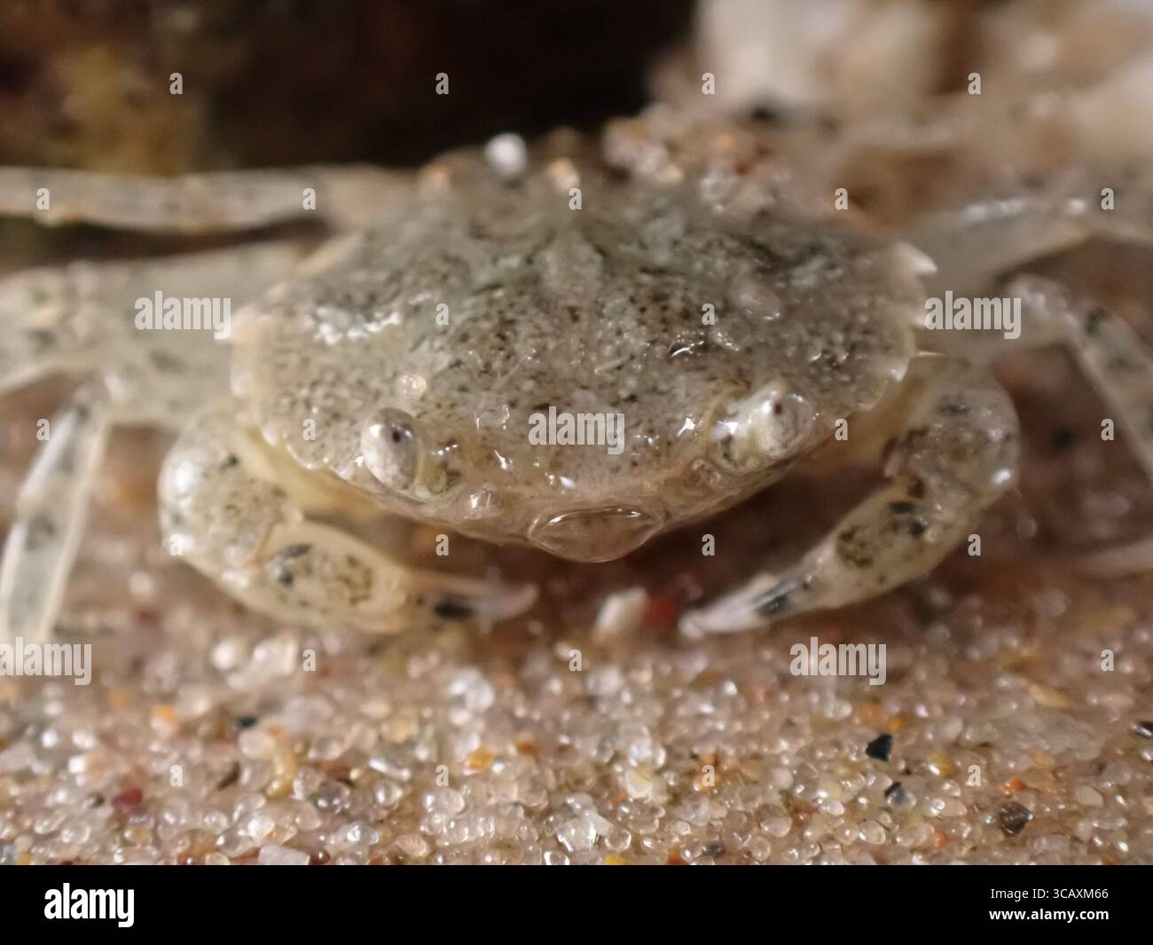 Juvenile Shore Crab Bläst Blasen Stockfoto