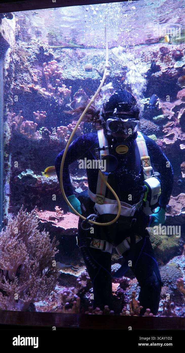 Ein professioneller Aquariumtaucher arbeitet unter Wasser, umgeben von lebendigen Korallen und tropischen Fischen, um sicherzustellen, dass der Meereslebensraum unberührt bleibt Stockfoto