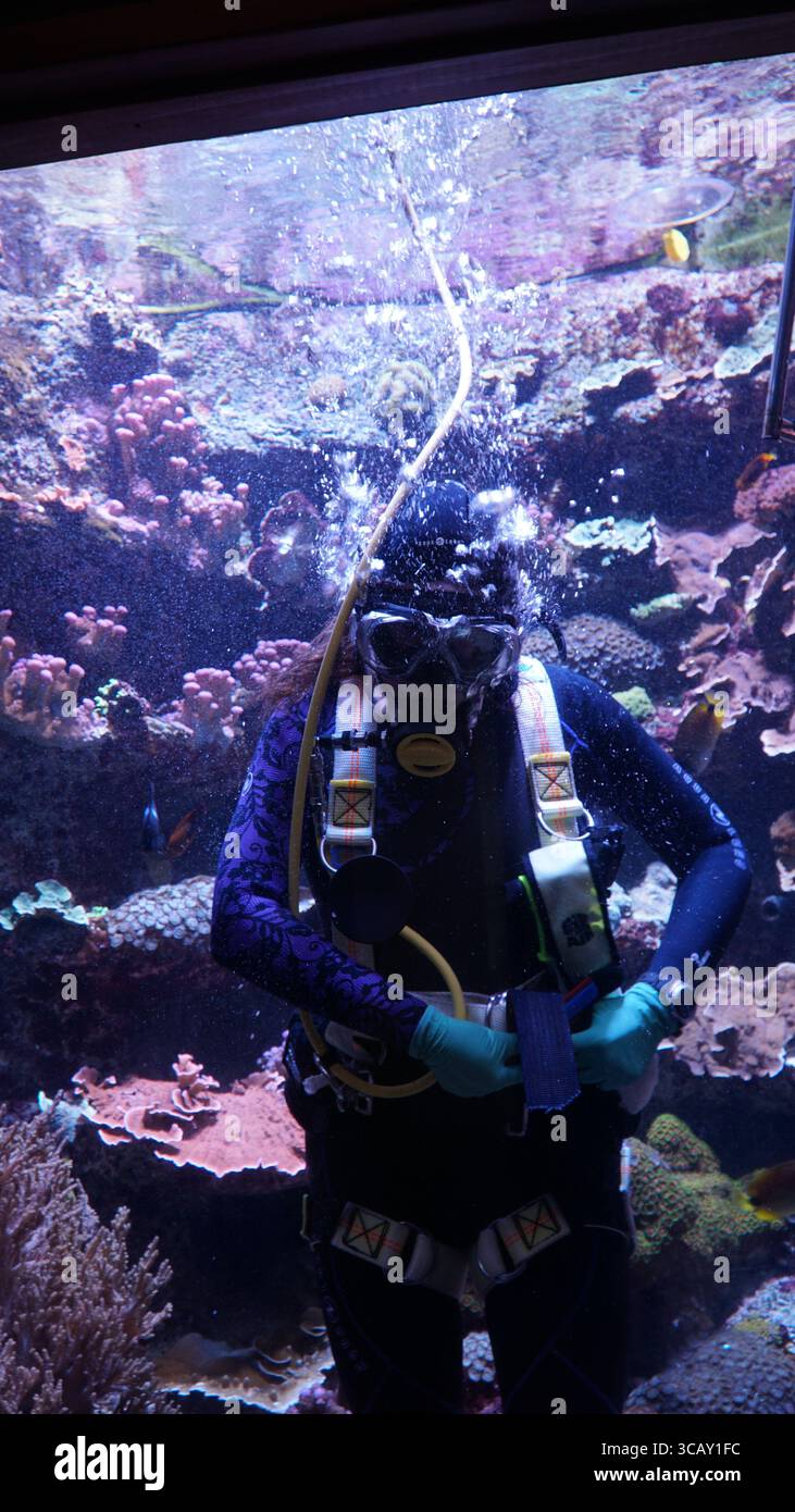 Ein professioneller Aquariumtaucher arbeitet unter Wasser, umgeben von lebendigen Korallen und tropischen Fischen, um sicherzustellen, dass der Meereslebensraum unberührt bleibt Stockfoto