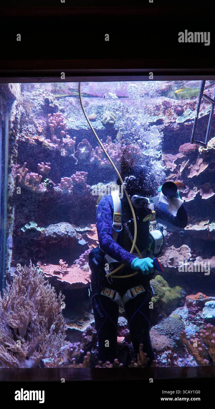 Ein professioneller Aquariumtaucher arbeitet unter Wasser, umgeben von lebendigen Korallen und tropischen Fischen, um sicherzustellen, dass der Meereslebensraum unberührt bleibt Stockfoto