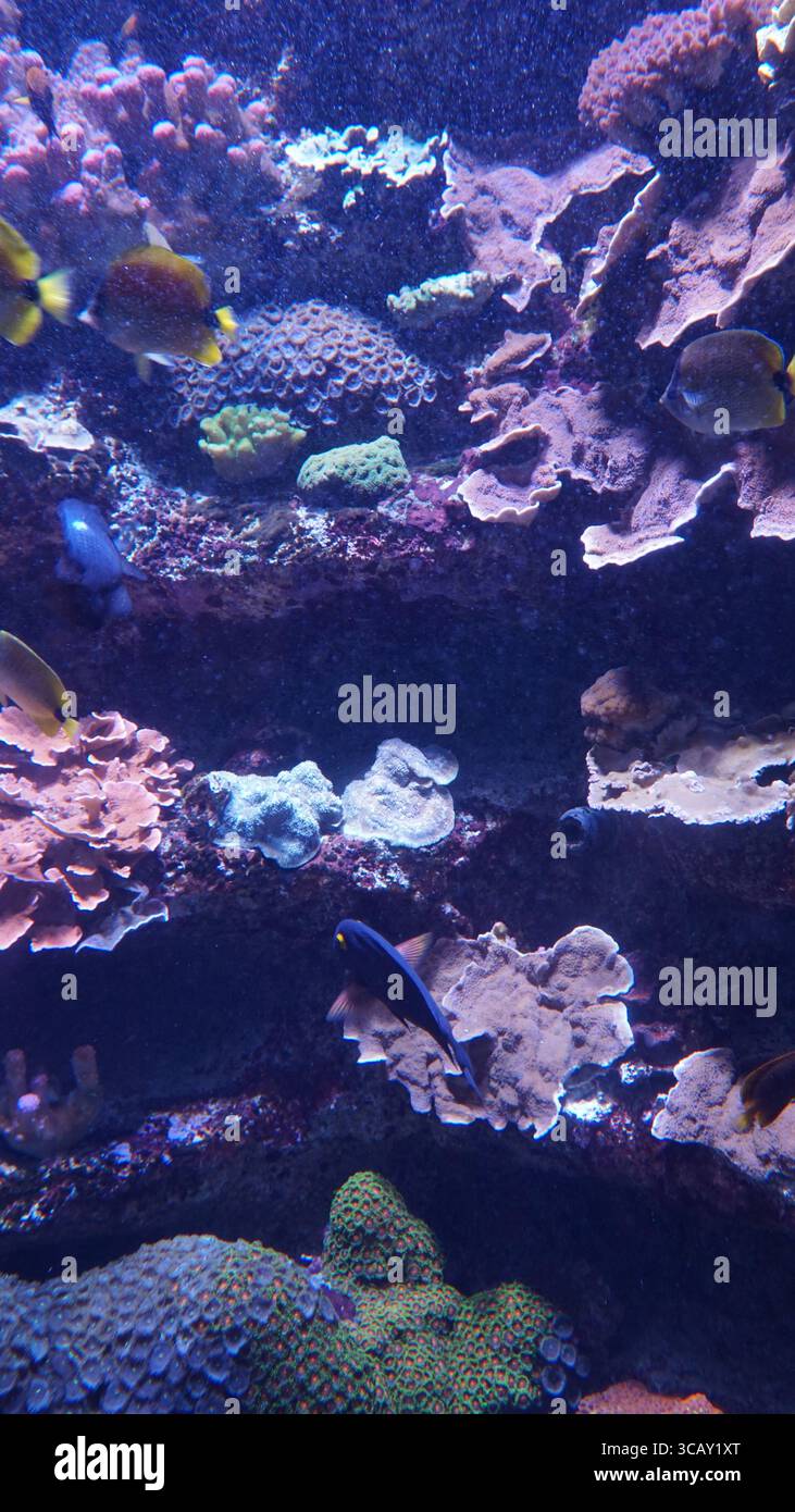 Ein farbenfrohes Korallenriff-Aquarium mit tropischen Fischen und verschiedenen Korallenformationen unter sanfter blauer Beleuchtung Stockfoto