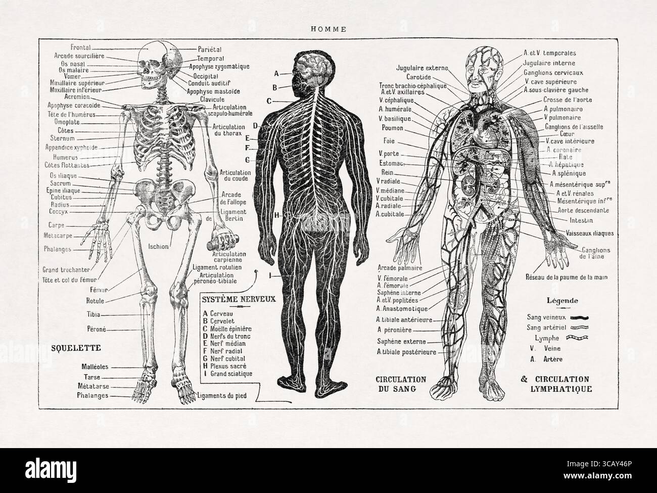 Schwarz-weiß-Illustration über den menschlichen Körper aus einem alten französischen Wörterbuch. Stockfoto