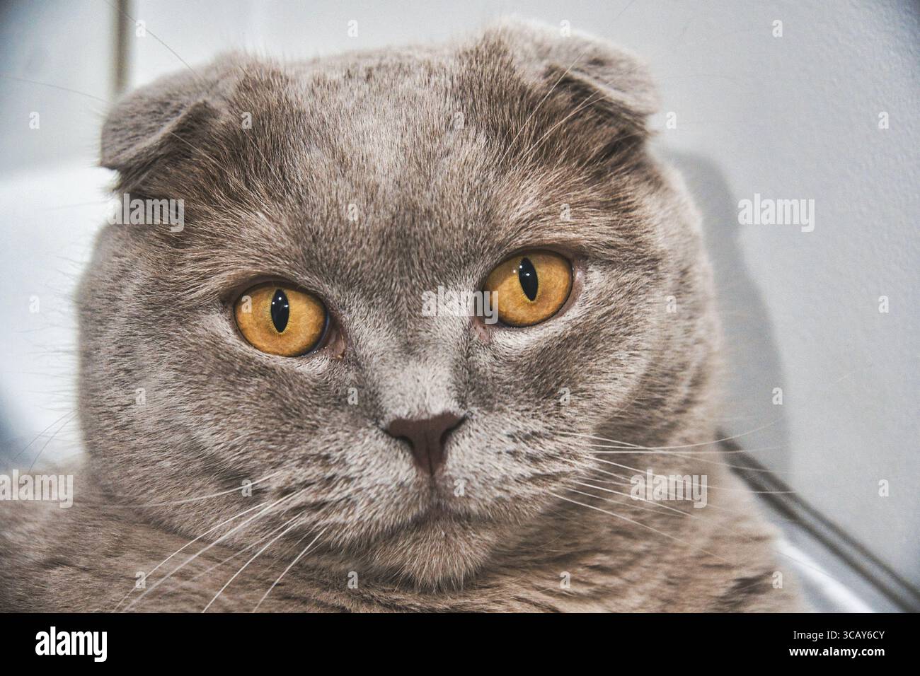 Nahaufnahme Porträt der schottischen Faltkatze mit Bernsteinaugen – hochauflösendes Haustier-Foto Stockfoto