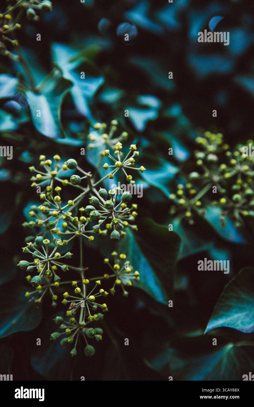 Nahaufnahme der grünen Flora im Central Park Stockfoto