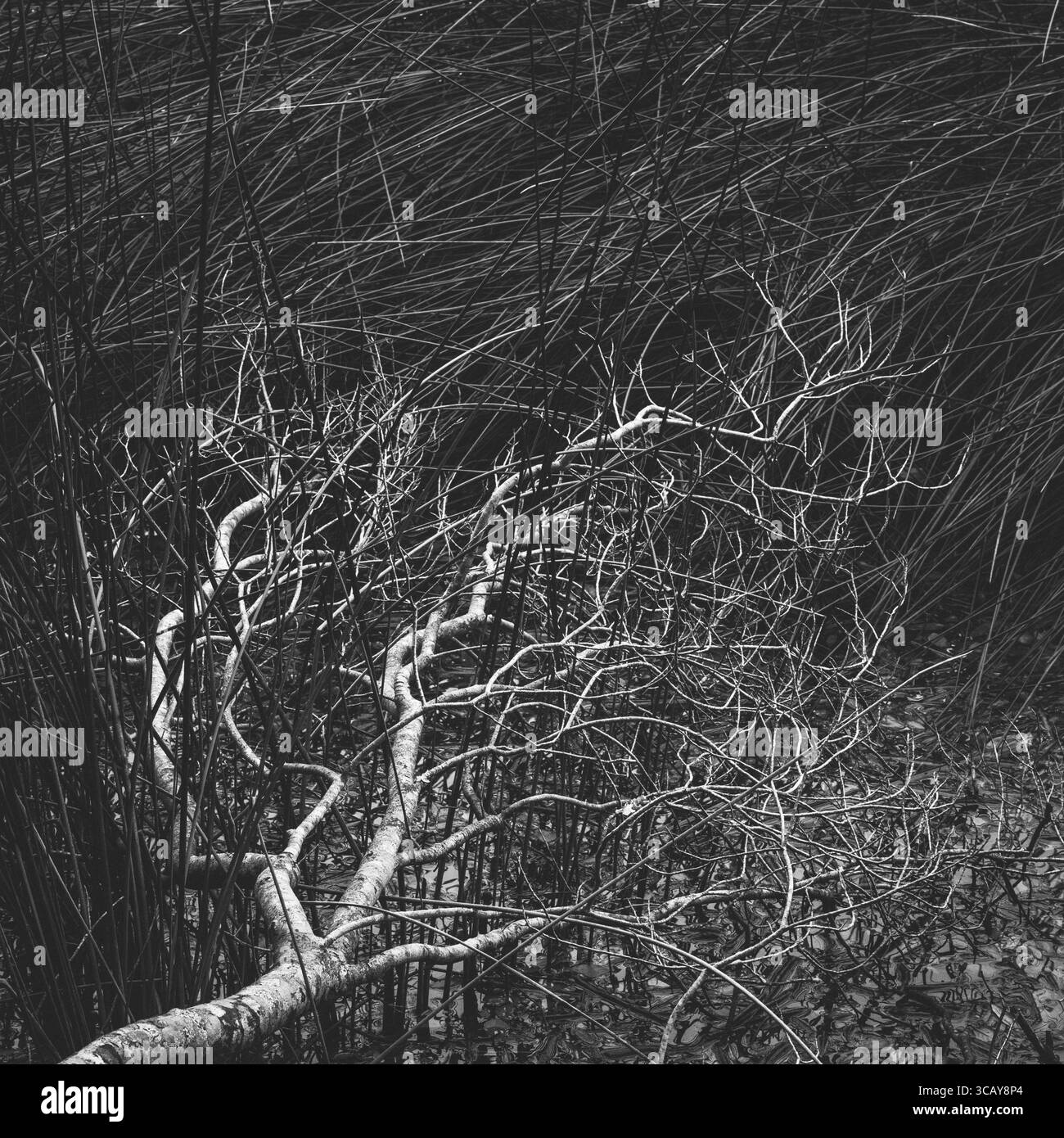 Filmisches Schwarzweißfoto von moosigen Bäumen Stockfoto