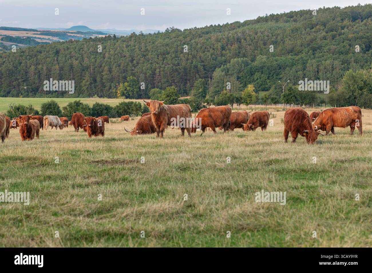 Hochlandrinder weiden in friedlicher ländlicher Landschaft mit Wald, sanften Hügeln und Wiesen, traditioneller Viehzucht und landwirtschaftlicher Landschaft Stockfoto