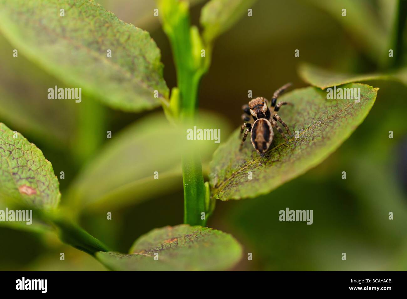 Springende Spinne auf grünem Blatt in natürlicher Umgebung, Makrofoto mit geringer Schärfentiefe und detaillierten Texturen von Insekten und Laub Stockfoto